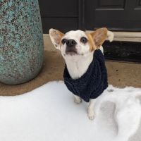 West Marietta Veterinary Clinic ico
