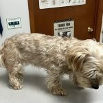 West Cobb Veterinary Clinic