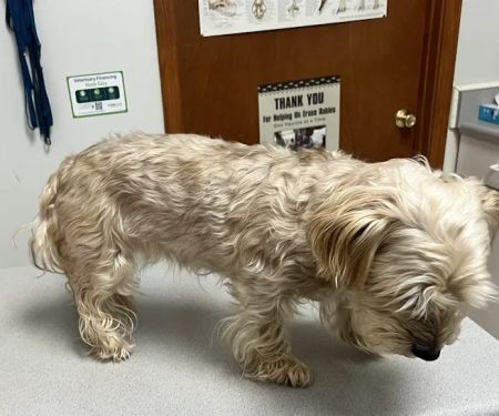 West Cobb Veterinary Clinic
