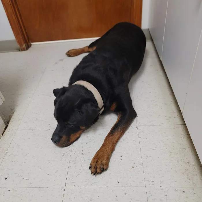 West Cobb Veterinary Clinic Picture 8
