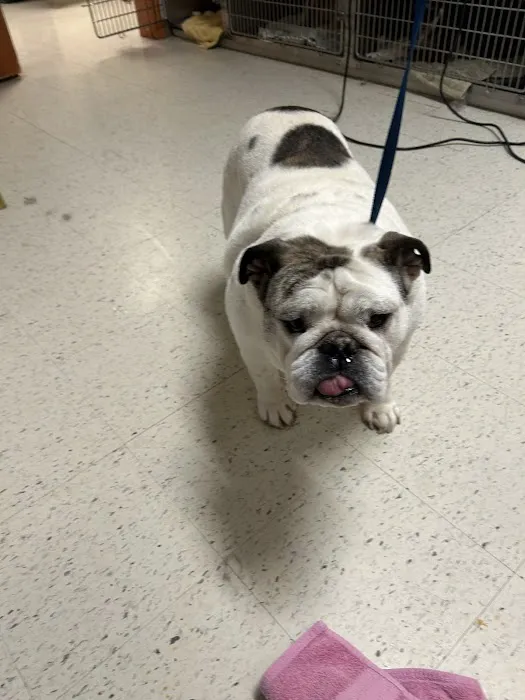 West Cobb Veterinary Clinic Picture 10