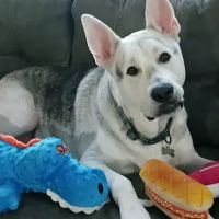 West Cobb Veterinary Clinic ico