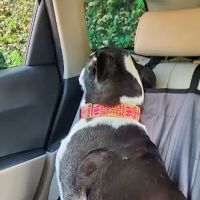 Lavista Animal Hospital ico
