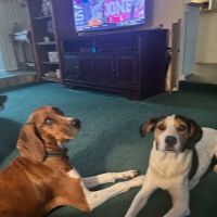 North Dekalb Veterinary Clinic ico