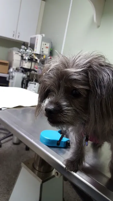 North Dekalb Veterinary Clinic Picture 6