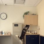 Bond Vet - Buckhead