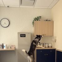 Bond Vet - Buckhead ico