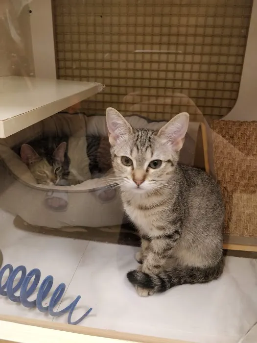 Vetco Vaccination Clinic Picture 1