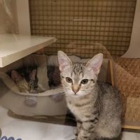 Vetco Vaccination Clinic ico