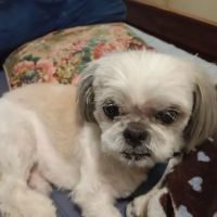 Banfield Pet Hospital ico