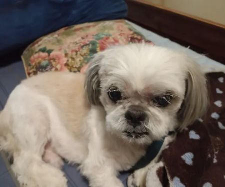 Banfield Pet Hospital