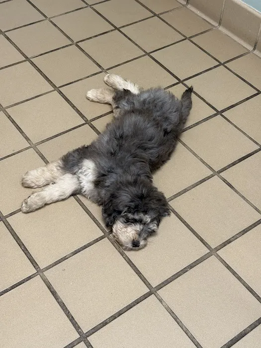 Pharr Road Animal Hospital Picture 9