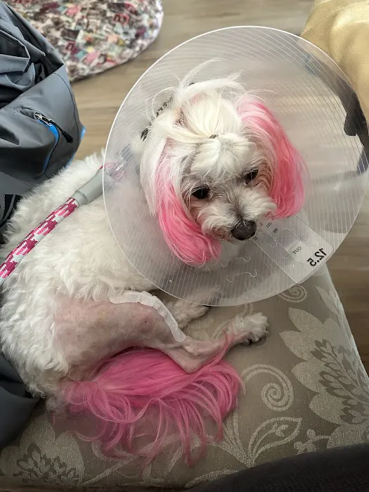 Northlake Veterinary Surgery Picture 4