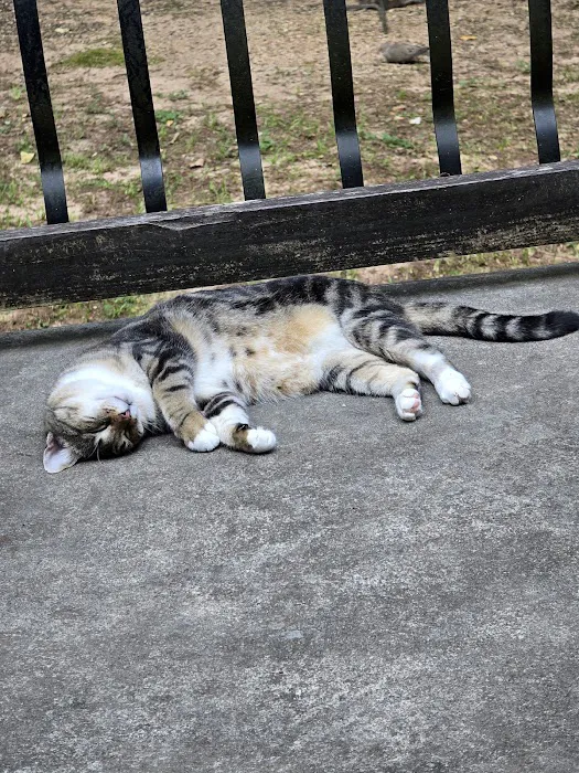 Stone Mountain Animal Hospital Picture 10