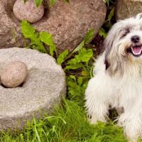 Mainstreet Veterinarians of Stone Mountain ico