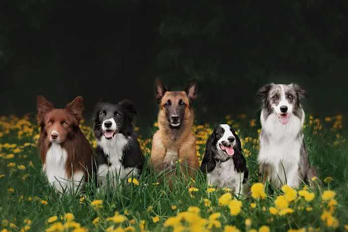 Mainstreet Veterinarians of Stone Mountain Picture 9
