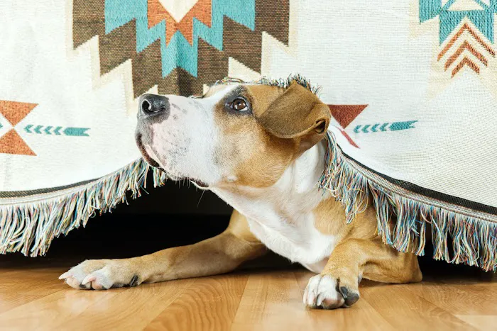 Mainstreet Veterinarians of Stone Mountain Picture 10