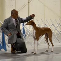 Loving Touch Animal Center ico