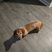 PetVet Vaccination Clinic ico