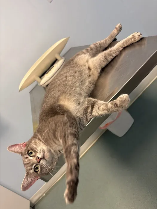 Pet Doctor Picture 1