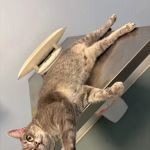 Pet Doctor