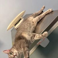 Pet Doctor ico