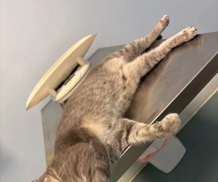 Pet Doctor