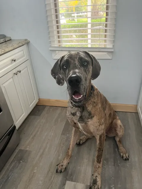 Pet Doctor Picture 6