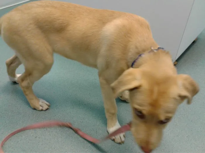 Pet Doctor Picture 5