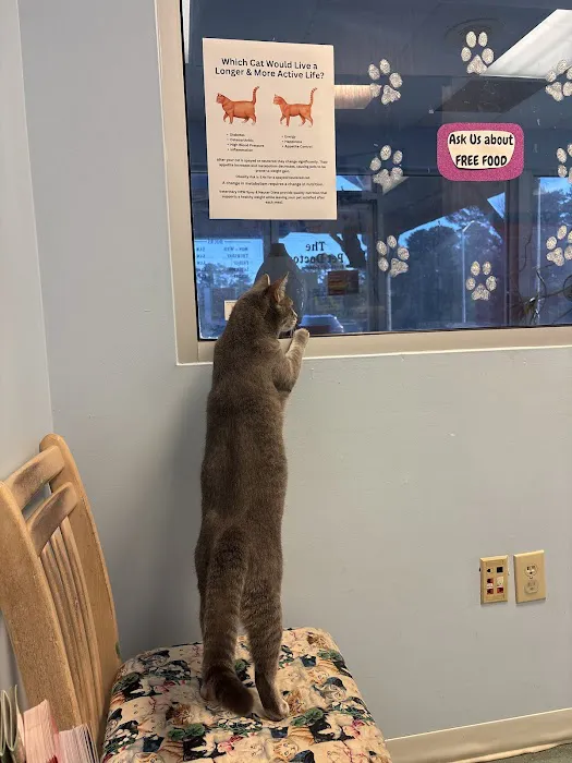 Pet Doctor Picture 4