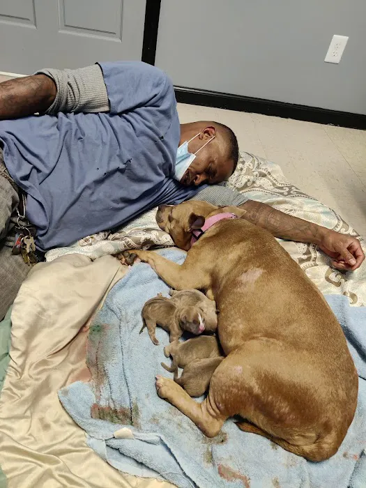 Animal Emergency Hospital of the Strand Picture 4