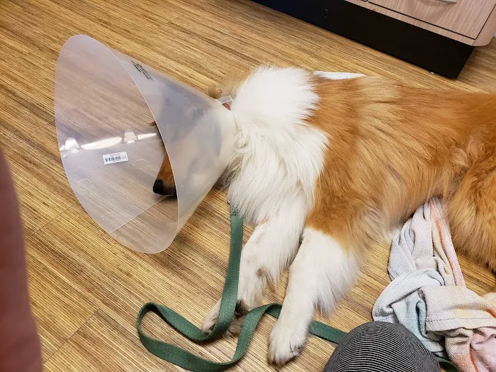 On Point Animal Hospital Surfside Picture 4