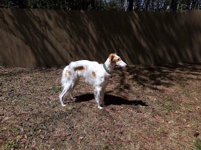 On Point Animal Hospital Surfside Picture 3
