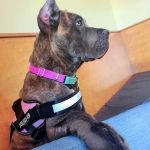 Ark Animal Hospital