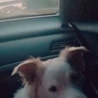 Scotland Veterinary Hospital ico