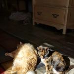X-Way Road Animal Hospital