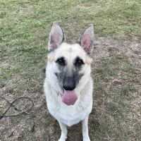 Raeford Animal Hospital ico