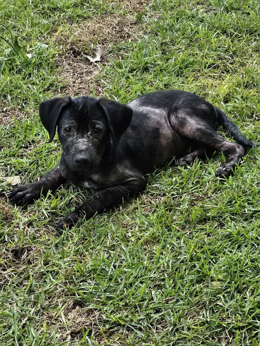 Raeford Animal Hospital Picture 5