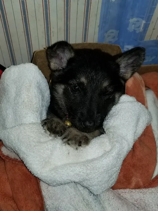 Raeford Animal Clinic PA Picture 4