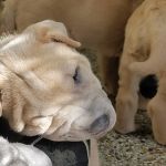Academy Animal Hospital of Laurinburg