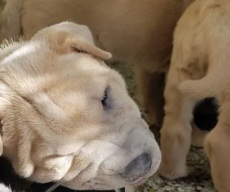 Academy Animal Hospital of Laurinburg