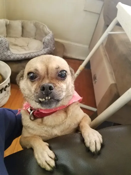 Marlboro Veterinary Services Picture 6