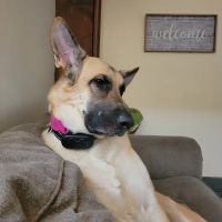 Animal Care Hospital ico