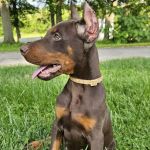 West Liberty Veterinary Clinic