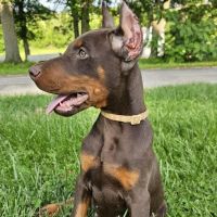 West Liberty Veterinary Clinic ico