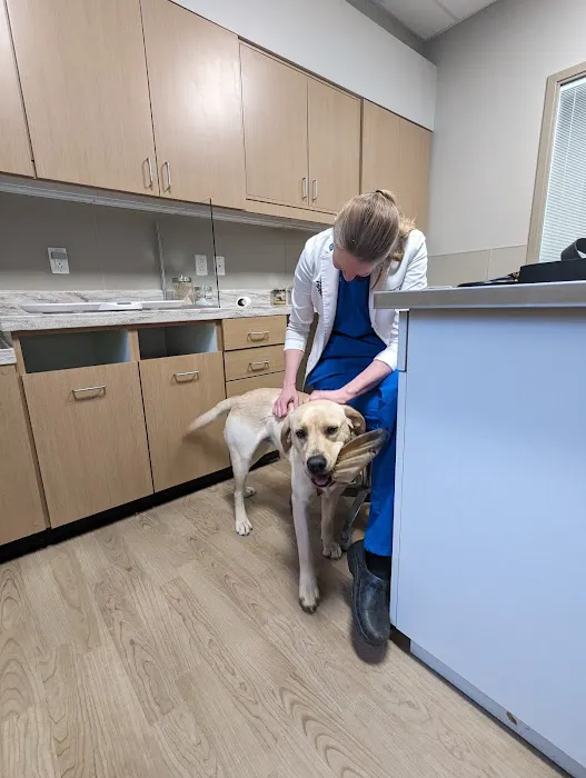 Four Paws Veterinary Associates Picture 2