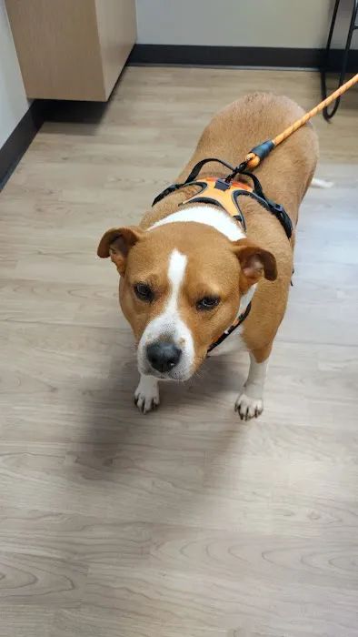 Four Paws Veterinary Associates Picture 7