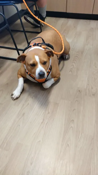 Four Paws Veterinary Associates Picture 9
