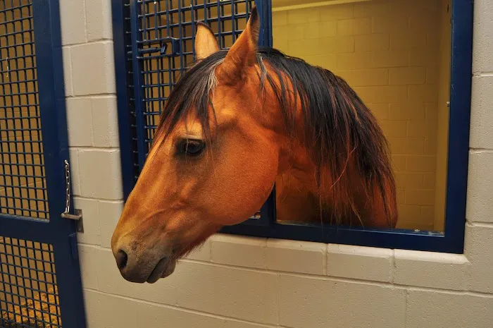 Petersburg Veterinary Clinic Picture 4