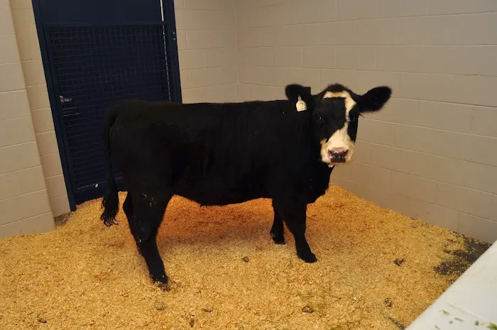 Petersburg Veterinary Clinic Picture 10